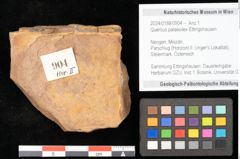 Foto (Objekt + Etikett) von Quercus palaeoilex Ettingshausen (NHMW-GEO-2024-0188-0904)